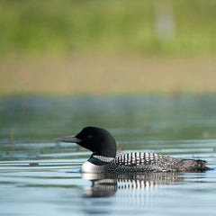 Loon Scarf